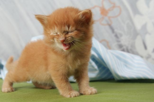 Kittens meowing for outlet food