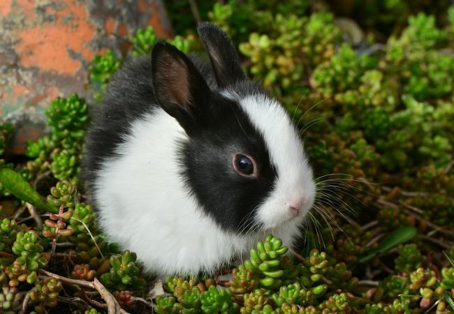 Bunny sitting best sale